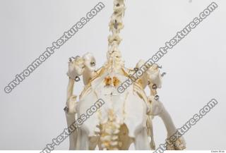 Photo Textures of Hen Skeleton